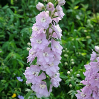 Magic Fountains Cherry Blossom – Delphinium Seed