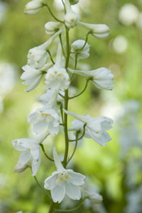 Delphinium- Casablanca