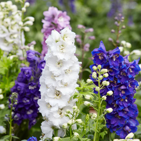 Sublime White – Larkspur Seed