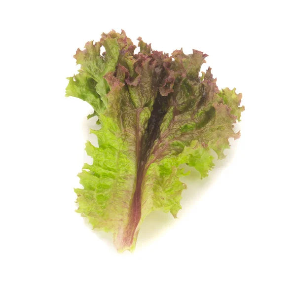 Outredgeous – Organic Lettuce Seed