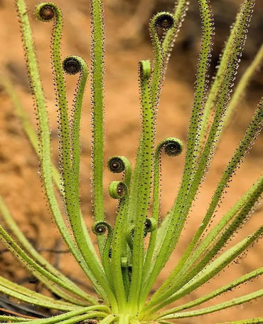 Heirloom Non-GMO Drosophyllum Plant Seeds for Planting – Rare Carnivorous Plant for Unique Gardens