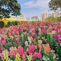 Rainbow Snapdragons Seeds