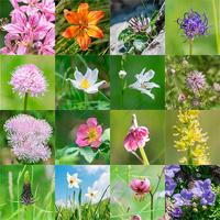 Midwest Pollinator Wildflower Mixture