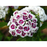 Dianthus- Merry Go Round