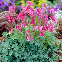Reblooming Fernleaf Bleeding Heart Mixture