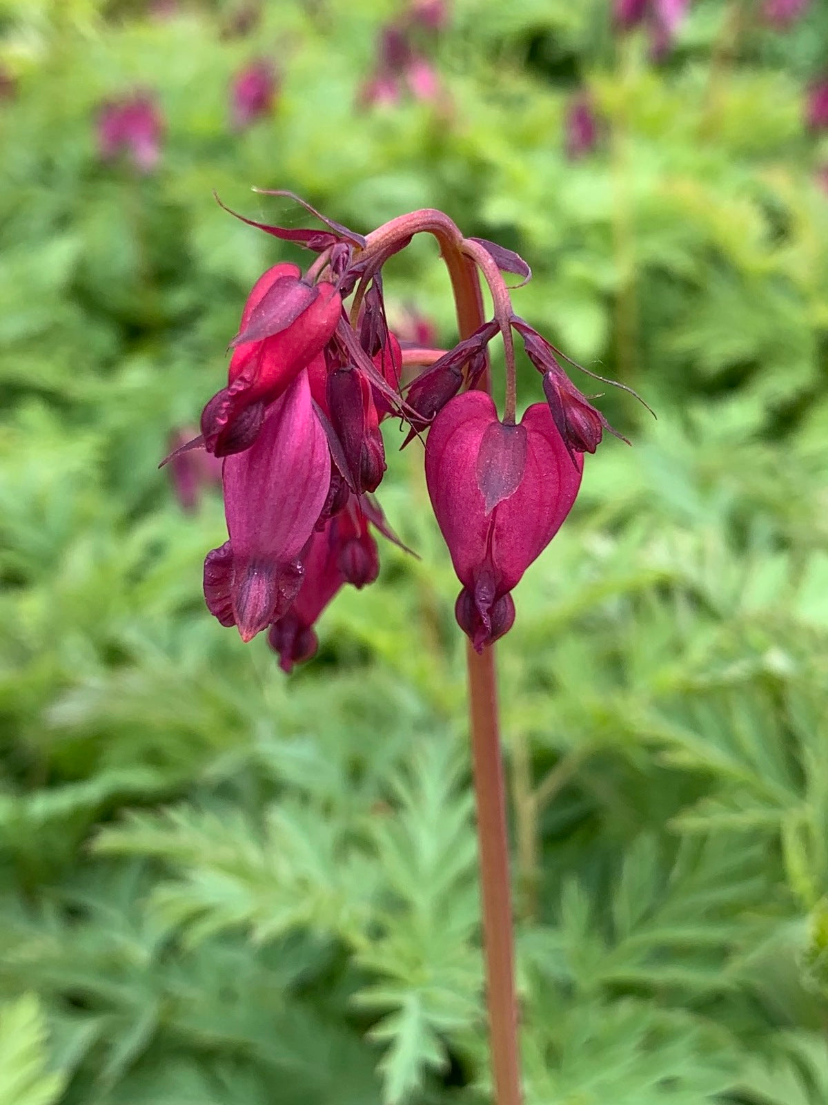 Bacchanal Bleeding Heart