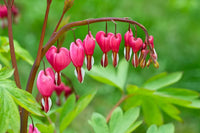 Heirloom Non-GMO Bleeding Hearts Flower Seeds for Planting – Charming Shade-Loving Garden Blooms