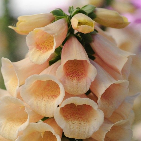 Dalmatian Peach Foxglove