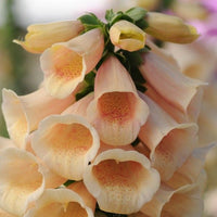 Dalmatian Peach Foxglove