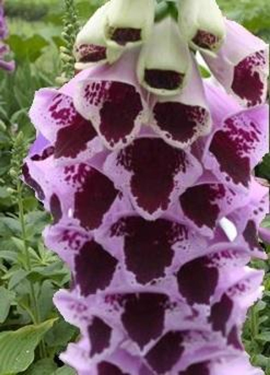 Sugar Plum – Digitalis Seed