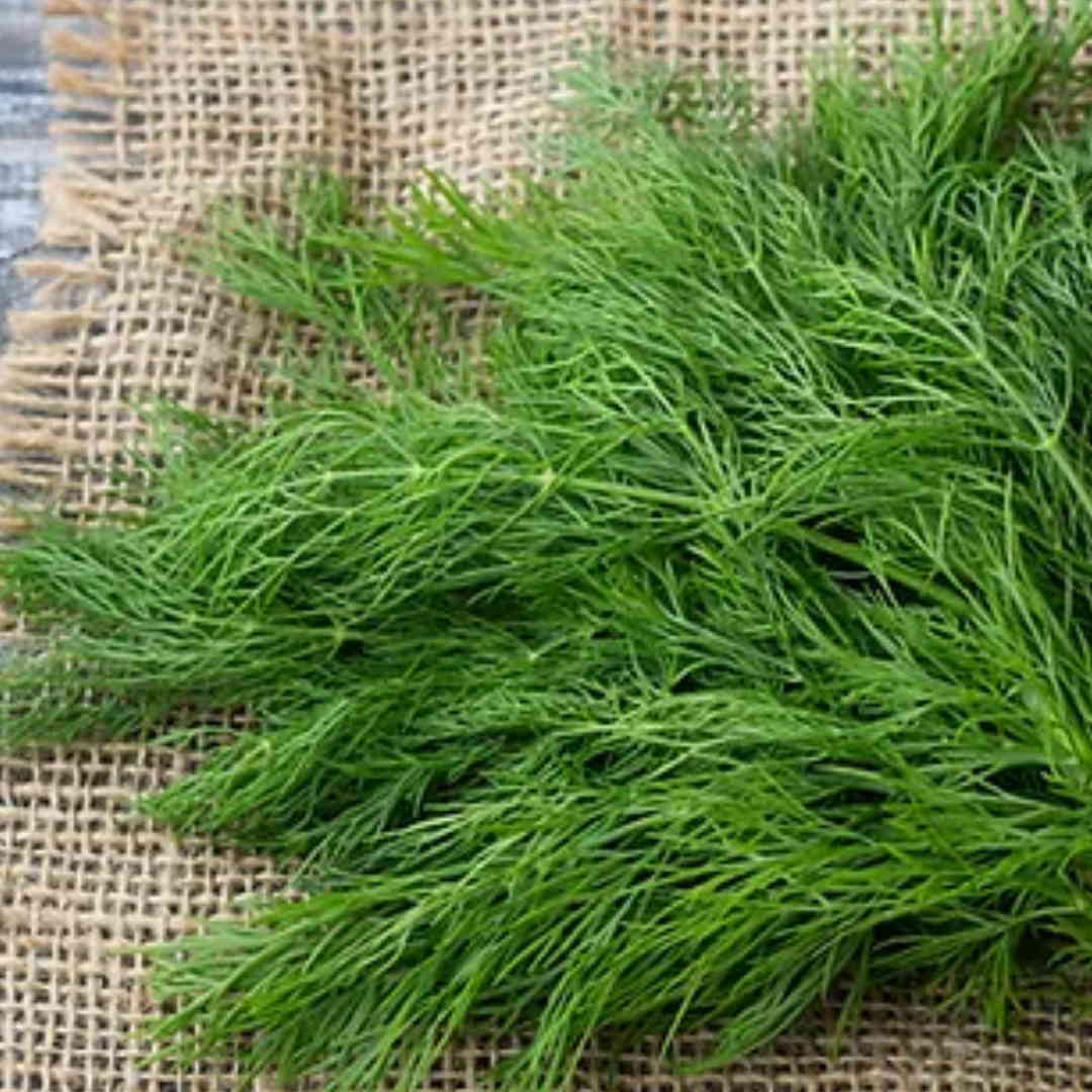 Green Sleeves – Dill Seed