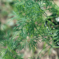 Hera – Dill Seed