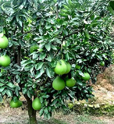 Pomelo Seeds