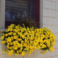 Heirloom Trailing Pansy Flower Seeds for Planting, Non-GMO