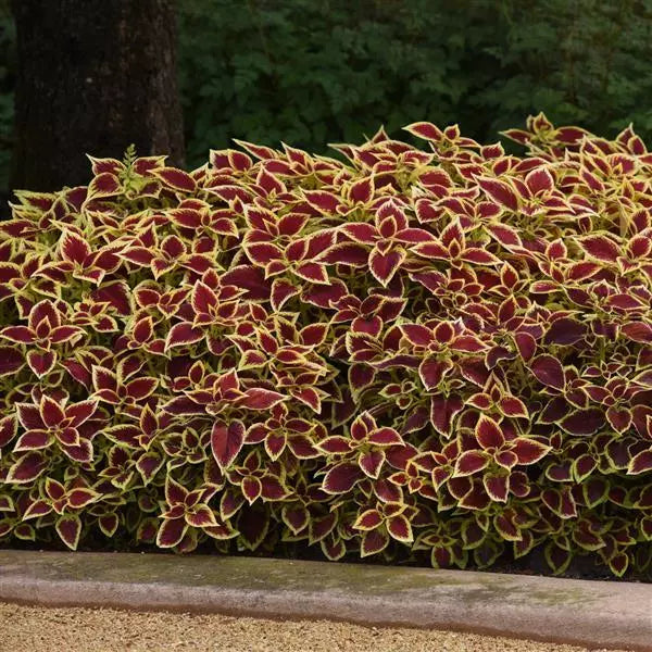Heirloom Coleus Sun Crimson Gold Flowering Seeds for Planting - heirloom & non-gmo seeds
