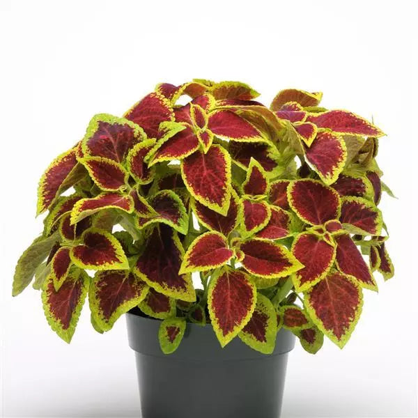 Heirloom Coleus Sun Crimson Gold Flowering Seeds for Planting - heirloom & non-gmo seeds