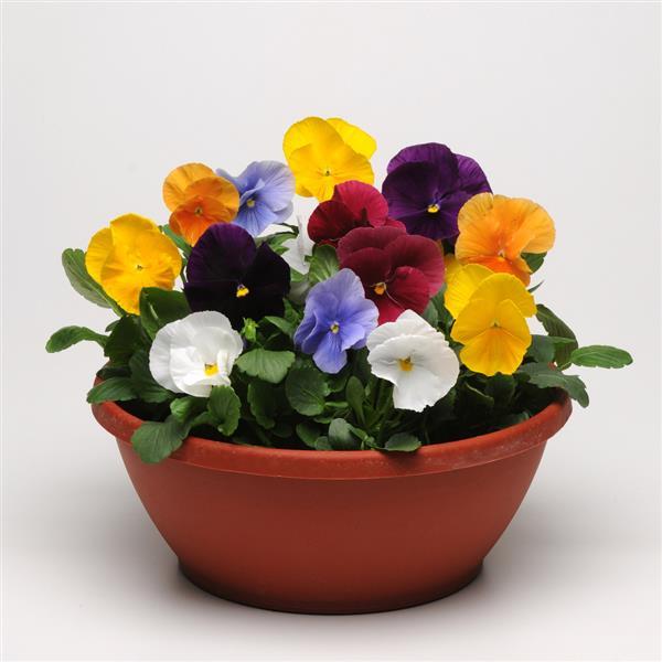 Pansy- Clear Crystal Mix