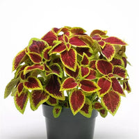 Heirloom Coleus Sun Crimson Gold Flowering Seeds for Planting - heirloom & non-gmo seeds - Coleus for planting in home garden