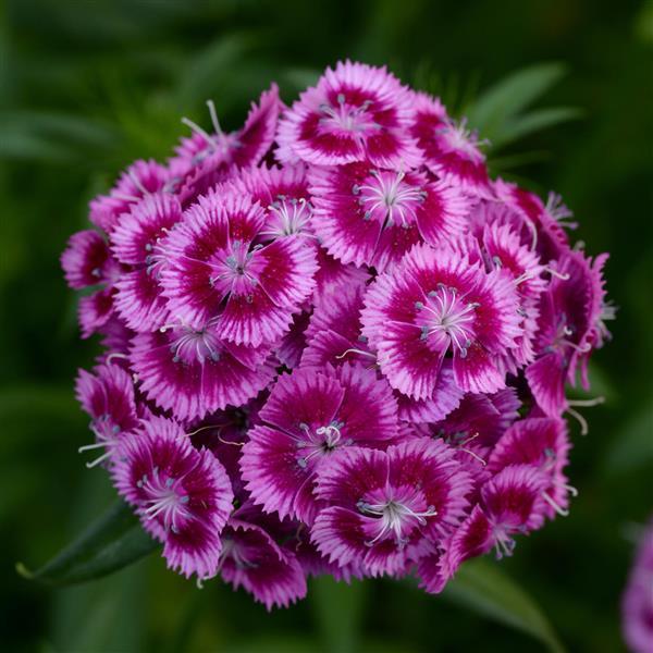 Sweet William- Sweet Magenta (seedling)
