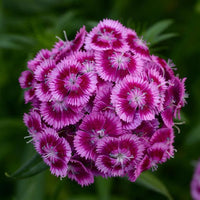 Sweet William- Sweet Magenta (seedling)