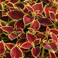 Heirloom Coleus Sun Crimson Gold Flowering Seeds for Planting - heirloom & non-gmo seeds