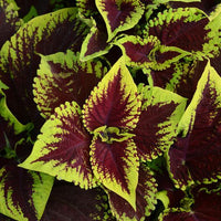 Heirloom Coleus kong scarlet Flower Seeds for Planting - Beautiful Blooms, Heirloom seeds