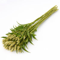 Celway? White – Celosia Seed