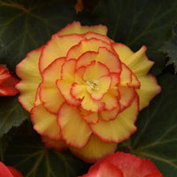 Prima Donna Begonia Yellow with Red Picotee