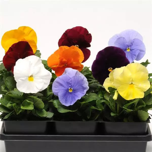 Pansy- Clear Crystal Mix