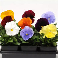 Pansy- Clear Crystal Mix