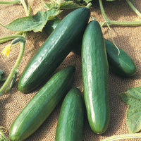 Organic Mini La Diva Cucumber Vegetable Seeds for Planting - Non-GMO garden Seeds