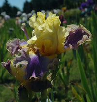 Coos Bay Bearded Iris Seeds