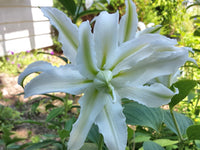 Polar Star Double Lily