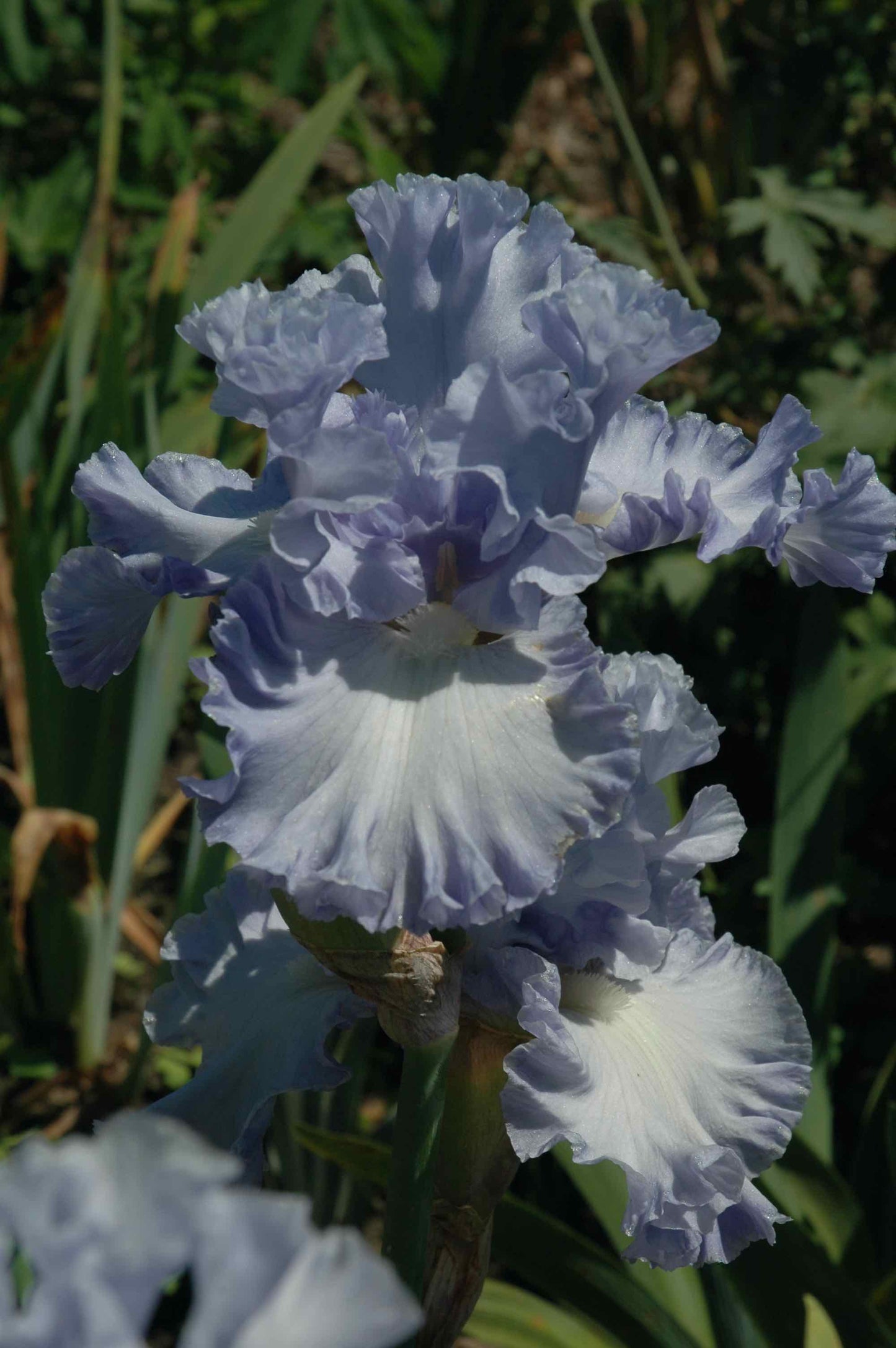 Double Bubble Bearded Iris Seeds