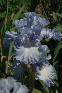 Double Bubble Bearded Iris Seeds