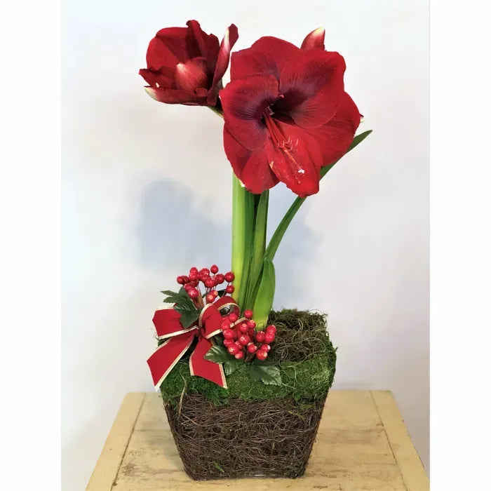Miracle Amaryllis in North Pole Pot Seeds