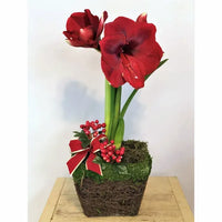 Miracle Amaryllis in North Pole Pot Seeds