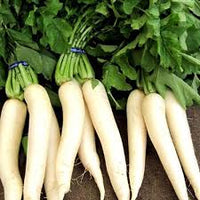 Radish Palak Patte Wali Vegetable Seeds