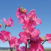 Sweetpea- Elegance Deep Rose