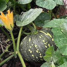 Calabaza Sweet Pumpkin seeds for garden planting