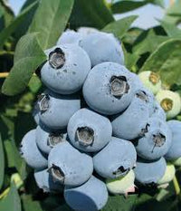 Jewel Blueberries Fruit Seeds for Planting - Perfect for Growing Fresh Blueberries in Your Garden
