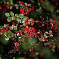 Brown Cotoneaster shrub seeds for garden planting