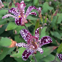 Raspberry Mousse Toad Lily