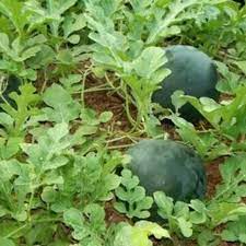 Bush Sugar Baby Watermelon Fruit Seeds for Planting - Sweet, Small Watermelon Harvests 100 pcs