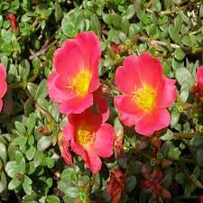 Red Rock Purslane Ruby Tuesday or Calandrinia Flower Seeds for Planting - 100 pcs
