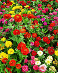 Mixed Color Double Zinnia Flower Seeds