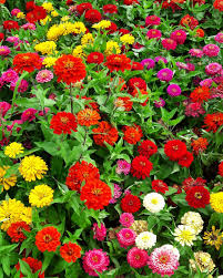 Mixed Color Double Zinnia Flower Seeds