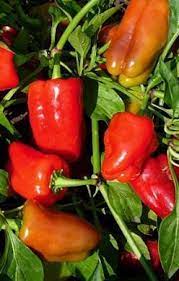 Cajun Belle pepper Capsicum annuum seeds for planting in urban garden