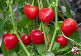 Green Nora Pepper Capsicum annuum seeds for garden planting