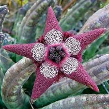 Green Stapelia Stapelia gigantea seeds for planting in succulent gardens